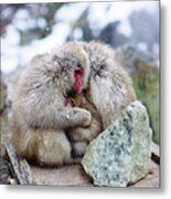 Zen Jigokudani Monkey Park, Nagano, Japan Metal Print