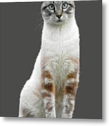 Zing The Cat Clear Metal Print