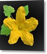 Zucchini Squash Bloom Metal Print