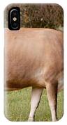 Jersey Cow In Pasture IPhone Case