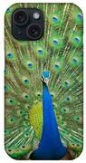 Dancing Pecock Canvas Print / Canvas Art by Amit Dharamsi - Fine