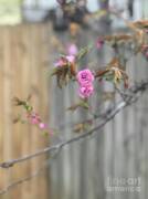 Tree Of Pink Flowers Poster