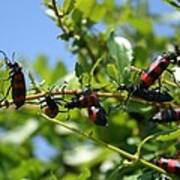 A Swarm Of Red And Black Blister Beetles On Honeysuckle Poster