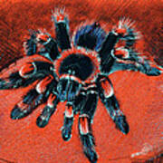 Brachypelma Smithi Redknee Tarantula  #1 Poster