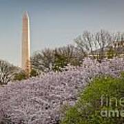 Cherry Monument Poster