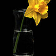 Daffodil Poster