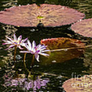Giant Water Lilies Poster