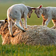 Leap Sheeping Lambs Poster