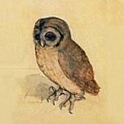 Little Owl Poster