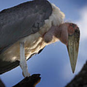 Maribou Stork Poster