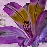 Peruvian Lily With Scripture Poster