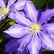 Pretty Purple Clematis Poster