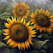 Sunflower 4 Poster