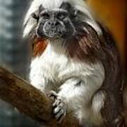 Tamarin Portrait Poster