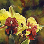 Yellow And Red Cattleya Orchids Poster