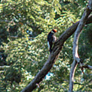 Acorn Woodpecker Ii Poster