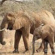 African Elephant Mother And Calf #2 Poster