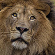 African Lion Male #1 Poster