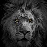 African Lion #1 Poster