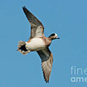 American Wigeon Drake #1 Poster