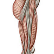 Anatomy Of Human Thigh Muscles #1 Poster
