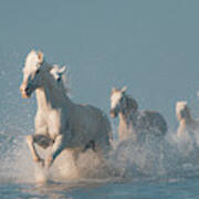 Angels Of Camargue #1 Poster