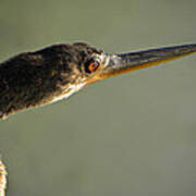 Anhinga #3 Poster