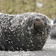 Antarctic Fur Seal In Penguin Feathers Poster