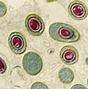 Anthrax Bacteria, Bacillus Anthracis #1 Poster
