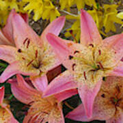 Asiatic Lily Pink Pixie #1 Poster