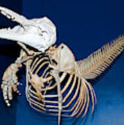 Atlantic Bottlenose Dolphin Skeleton #1 Poster