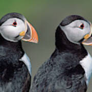 Atlantic Puffins In Breeding Colors #2 Poster