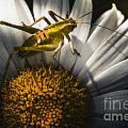 Australian Grasshopper On Flowers. Spring Concept #1 Poster