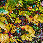 Autumn Leaves #1 Poster