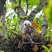Baby Red Shouldered Hawk In Nest #4 Poster