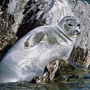 Baikal Seal Lake Baikal  Russia #1 Poster