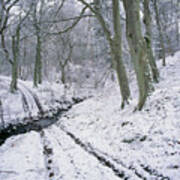 Beech Wood In Winter Snow #1 Poster