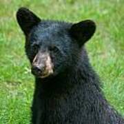 Black Bear Cub #1 Poster