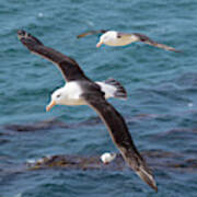 Black-browed Albatross (thalassarche #1 Poster