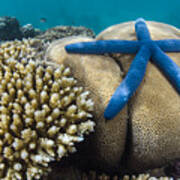 Blue Sea Star On Coral Reef Fiji Poster