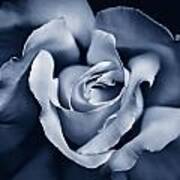 Blue Velvet Rose Flower #2 Poster