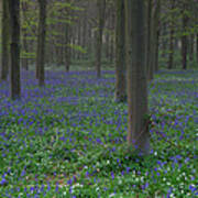 Bluebells In Oxey Wood #1 Poster