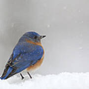 Bluebird In Snow #1 Poster
