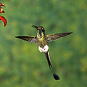 Booted Racket-tail Hummingbird Male #1 Poster