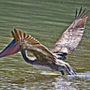 Brown Pelican #1 Poster