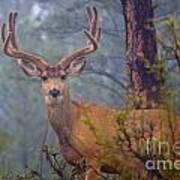 Buck Deer In A Mystical Foggy Forest Scene #1 Poster