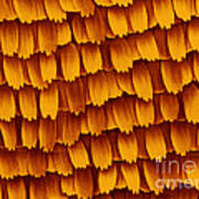 Sem Of Butterfly Wing Scales Poster