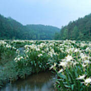 Cahaba River With Lilies #1 Poster