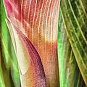 Canna Lily #1 Poster