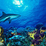 Caribbean Reef Shark Carcharhinus #1 Poster
